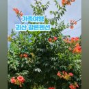 갈론사랑 이미지