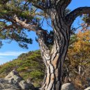 [가자! 100대명산 ⑤ 경주 남산] 구비마다 신라 유적... 천년 전으로의 '시간여행' 이미지