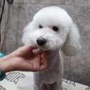 행복하개 애견샵 이미지