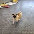 윤애견미용 | 반려견이 좋아하는 공간💖 울산 남구 캐슬 애견호텔 애견유치원 솔직 후기!