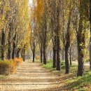 미루나무 이미지