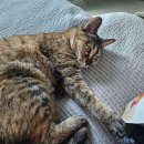 가온 골프존 이미지