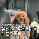 애프터 퍼피(AFTER PUPPY) | 울산 삼산동 꼼꼼하고 친절한 애견미용 추천 :: 애프터퍼피 ::