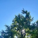 말하는 은행나무 이미지