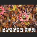 중앙공원(분당천보도2교) | 경기 성남 분당중앙공원 꽃무릇 :: 개화 상황