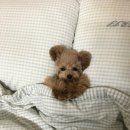 모픽 이미지