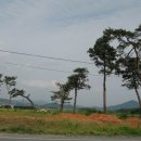 소나무주 이미지