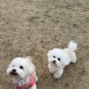 피노(Pino) 네이버블로그