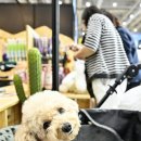 베이비펫 이미지