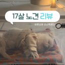 강아지산소방 리얼후기 | 17살 노견 기관지협착증, 안정되는게 눈에 보여요