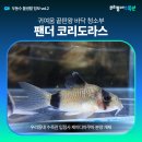(주)팬더8 | 팬더 코리도라스 키우기 가이드! 귀여움 끝판왕 바닥 청소부🐼🐟