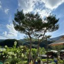 산내지우디 이미지