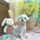 호이펫샵 이미지