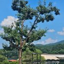 고모리691 이미지