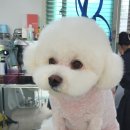 허니비 펫살롱 이미지