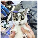 인천 강아지고양이 분양 미유펫 이미지