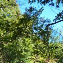 이리산소 이미지