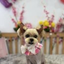 해피포피 이미지
