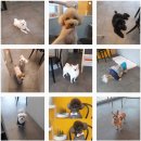 멍뭉이 미용실 이미지