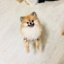 율곡동물병원 | 동물병원 범어동물의료센터 방문하기까지 과정/ 강아지 토/ 김천율곡동물병원/구미 베스트동물병원 방문기