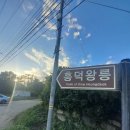 안강의 소나무 숲과 흥덕왕릉_ 로맨스의 허울 아래 침묵한 권력의 비극. 이미지
