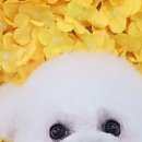 센트럴 펫살롱 이미지