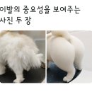 동네이발