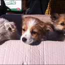 양양5일장 이미지