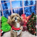 예쁘개 미용 이미지