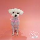 강아지미용실502 이미지