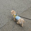 양아목장 | 에델바이스 스위스 테마파크 애견동반 가평 강아지동반 관광지 양떼목장