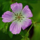 용인효민요양원 이미지