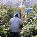 노지하우스 이미지