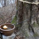 고로쇠펜션 이미지