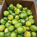 오늘입고된 신선하고 맛있고 저렴한과일 이미지