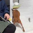 메디벳 주식회사 이미지