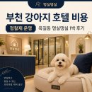 호텔아이 | 부천 강아지 호텔 비용 정찰제 운영 옥길동 멍실댕실 1박 후기 멍실댕실