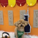 꼼꼼 애견미용실 이미지