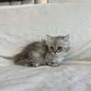 오독안심분양센터 강아지분양 고양이분양 목동점 이미지