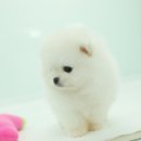 화이트포메라니안 이미지