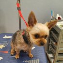 삐삐펫살롱 이미지