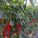 대발농장 이미지