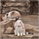 서창사슴농장 | 인천 서창동 아이와 갈만한 곳 어디 없을까 실내동물원 쥬벅스 다녀온 후기