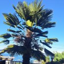 하늘보라 이미지