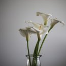 뜰에꽃화원 이미지