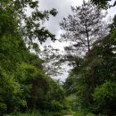 광원리 월둔교 | 비대면 힐링 숲길 여행 백두대간 트레일 홍천 1구간 강원도 홍천 여행