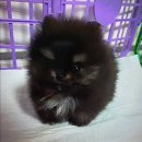 독스캣 강아지고양이 수원점 | 우리 아이, 어디서 데려와야 할까? 믿음직한 수원애견센터