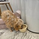 몽이미용실 | 부천애견미용 원종동애견미용 카바푸 몽이의 생애 첫 배넷미용 성공 후기!