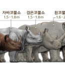 코뿔소 이미지