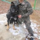 육군 군견훈련소 이미지